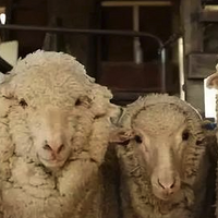 海淘漫谈 篇一：羊毛的魅力——美利奴羊毛