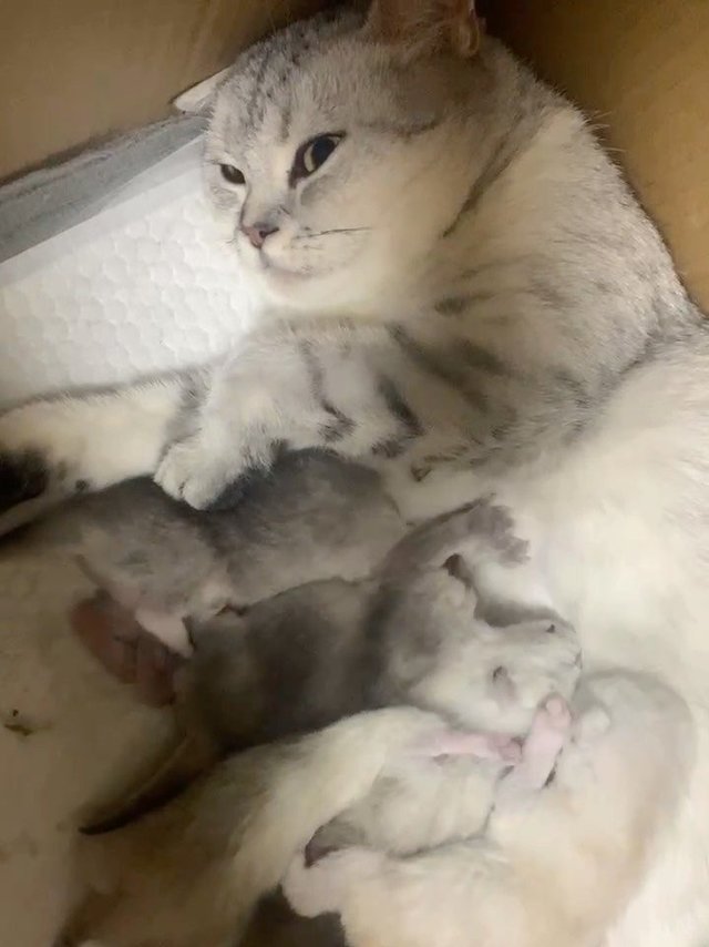 每天上演无数次的夺奶大战，老母亲生无可恋