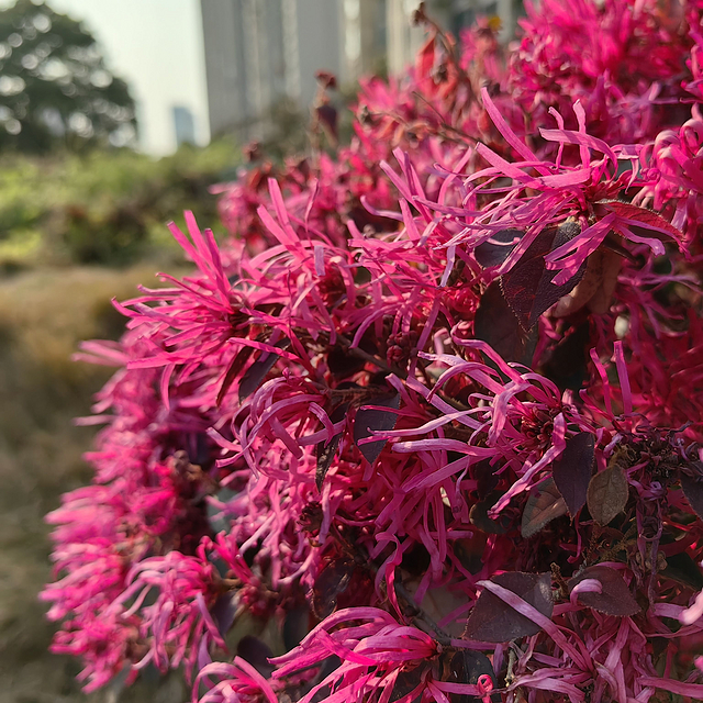 长沙街边常见的花，你知道它名字的来历吗？