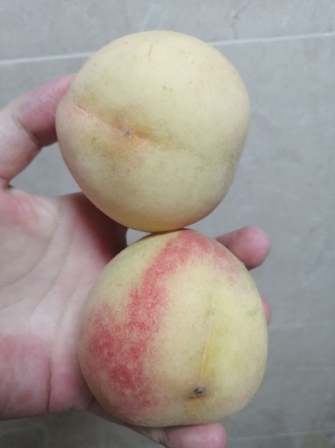 夏日食光秋白桃