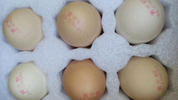 黄天鹅鸡蛋不含沙门氏菌