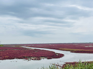 抓住夏日的尾巴，盘锦红海滩值得一逛