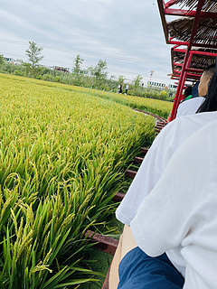 抓住夏日的尾巴，盘锦红海滩值得一逛