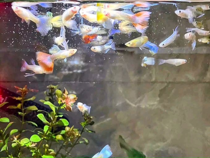 疯狂石头水族设备