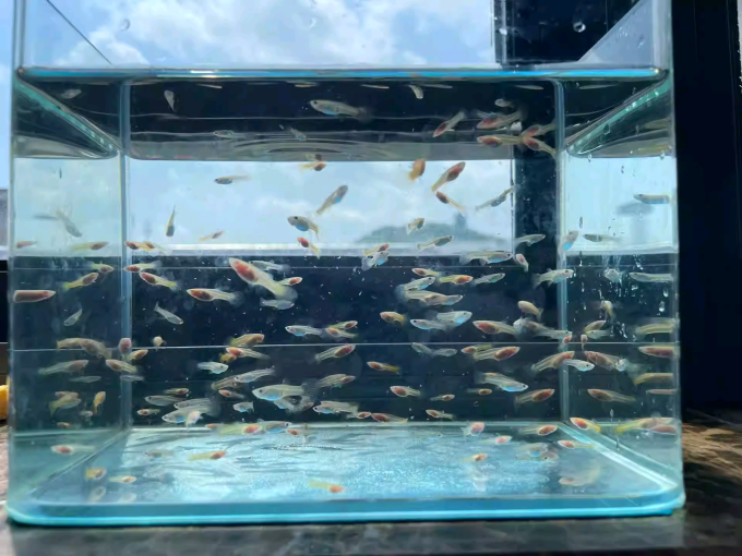 疯狂石头水族设备