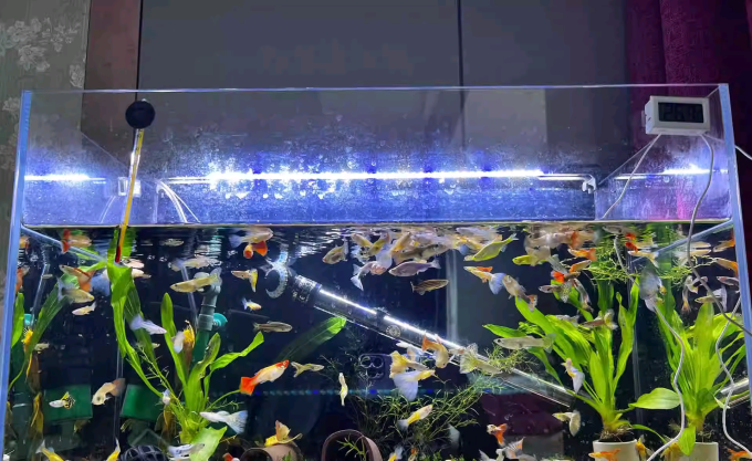 疯狂石头水族设备