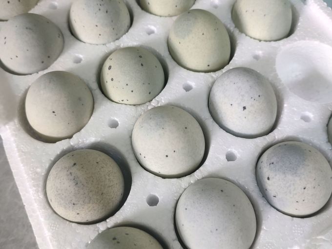 禽蛋肉类