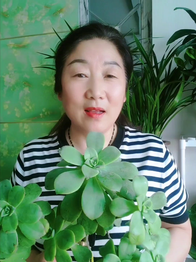 多肉叶子上长了白色虫子咋办