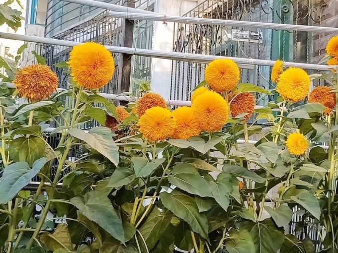 鲜花绿植