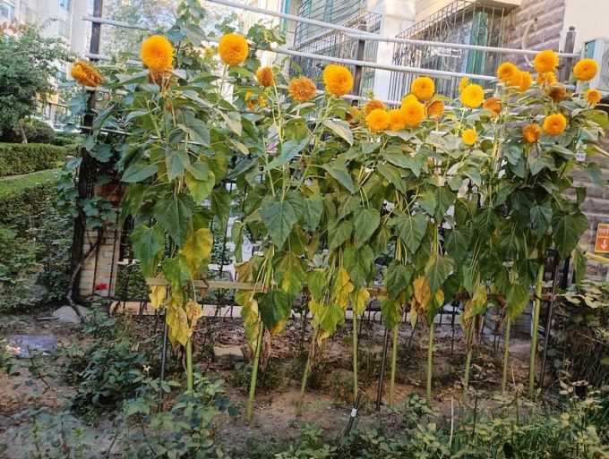 鲜花绿植