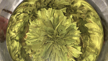 探访黄山绿牡丹,花海之中品味徽州之美