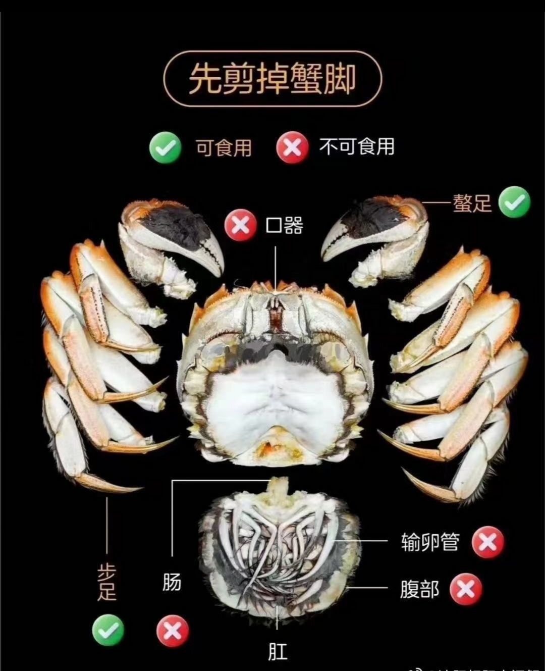 肚皮白白一面朝上,上汽蒸15分钟,就可以享受美味啦, /span> span>螃蟹