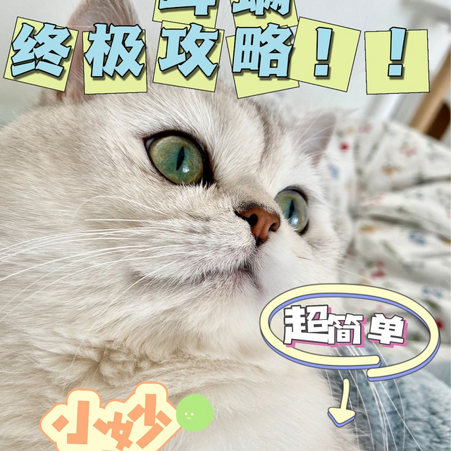 🐱😻解锁猫咪耳螨终极攻略！别再忽视啦