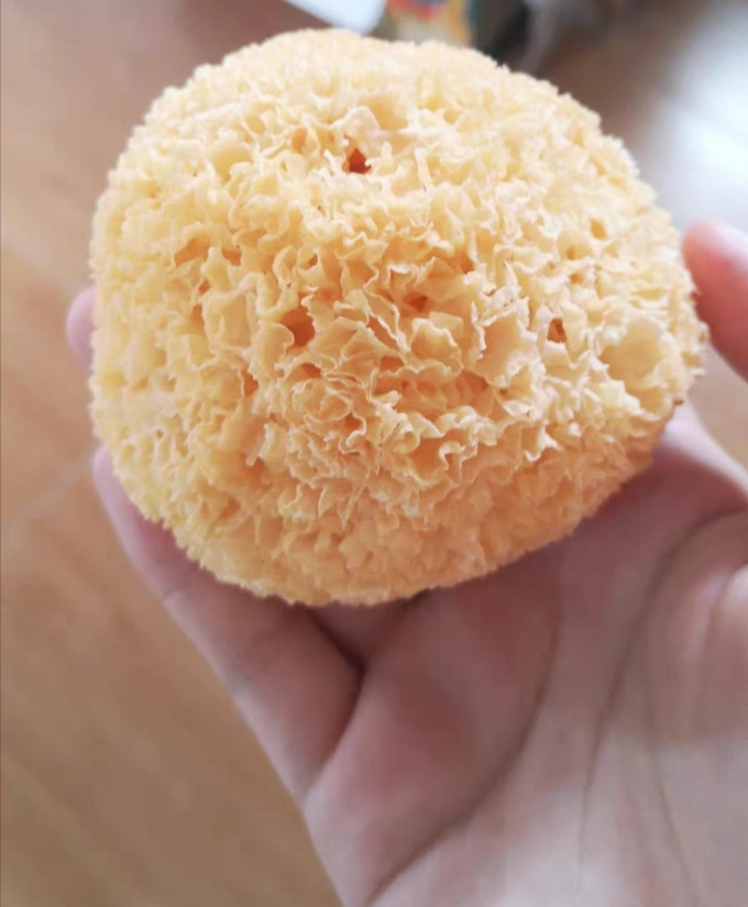 十月稻田菌菇木耳
