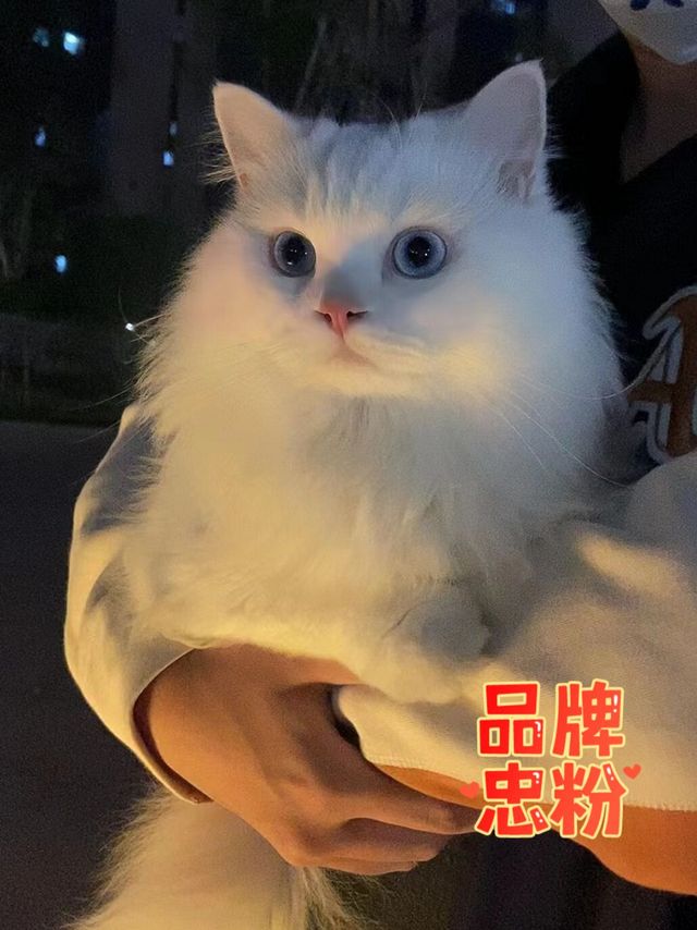 盒边混合豆腐猫砂，值得拥有