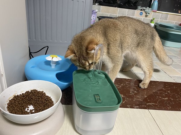 真实有效【宠物饮水机免费送啦】