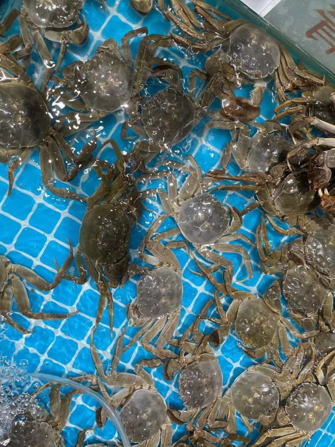 阳澄联合蟹类