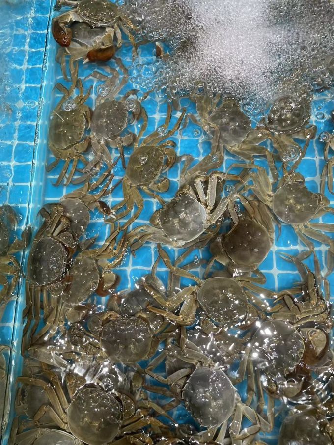 阳澄联合蟹类