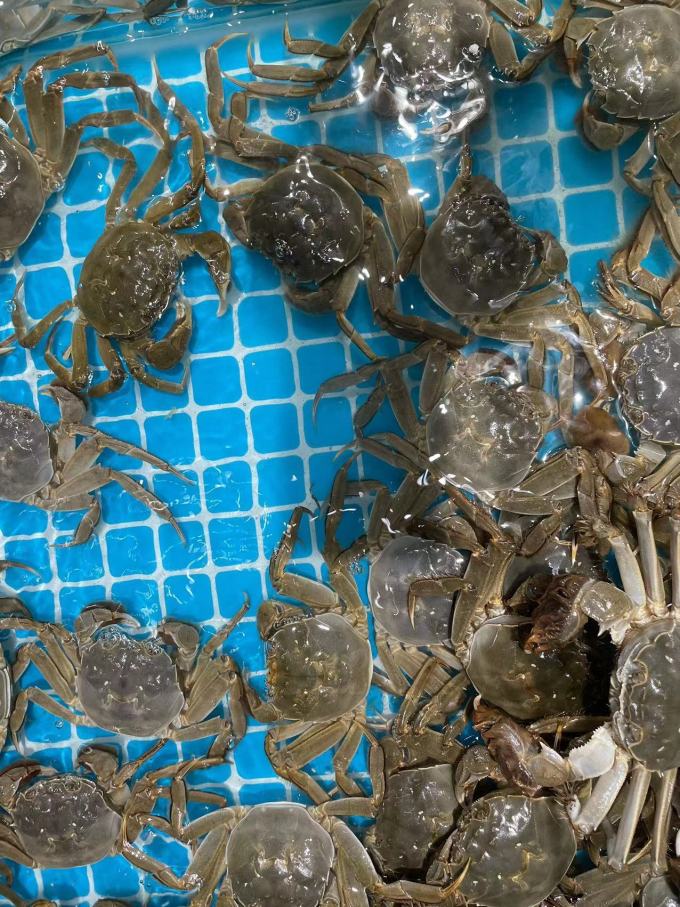 阳澄联合蟹类