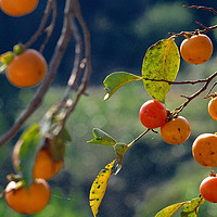 好柿有礼，树上自然熟，是水果最好的一种状态！