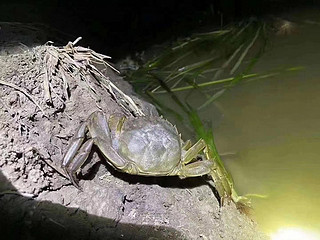 阳澄湖大闸蟹