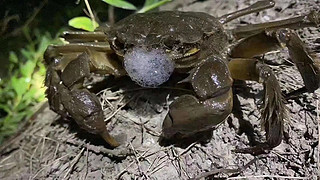 阳澄湖大闸蟹