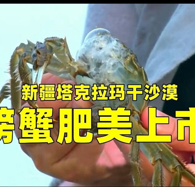 你敢信你今年吃的螃蟹很有可能是我们新疆的！