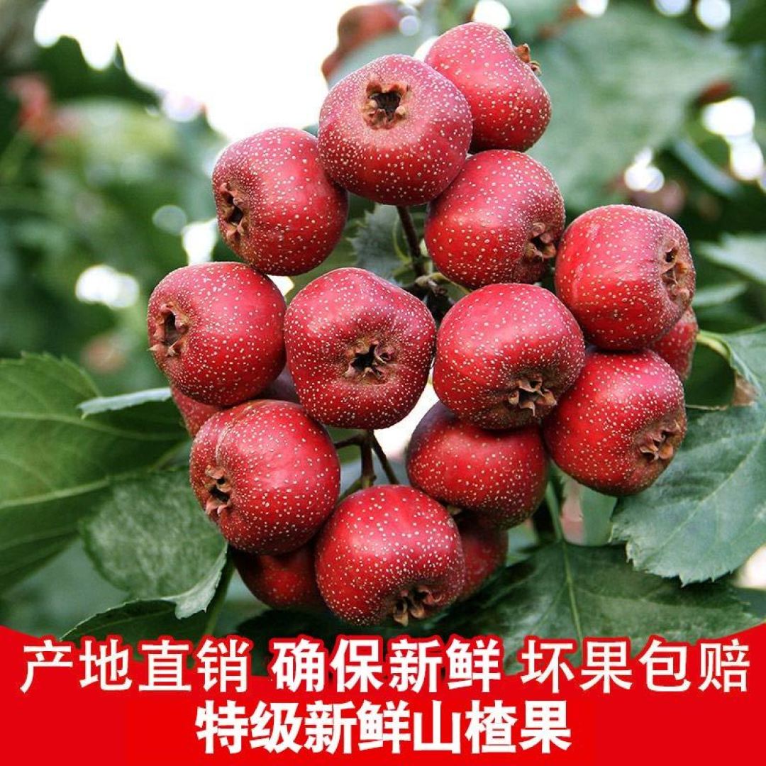 秋天天气干燥,适合吃什么水果