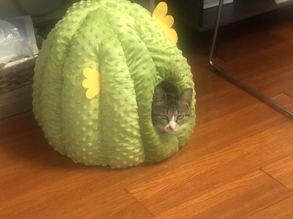 超级可爱实用的猫屋