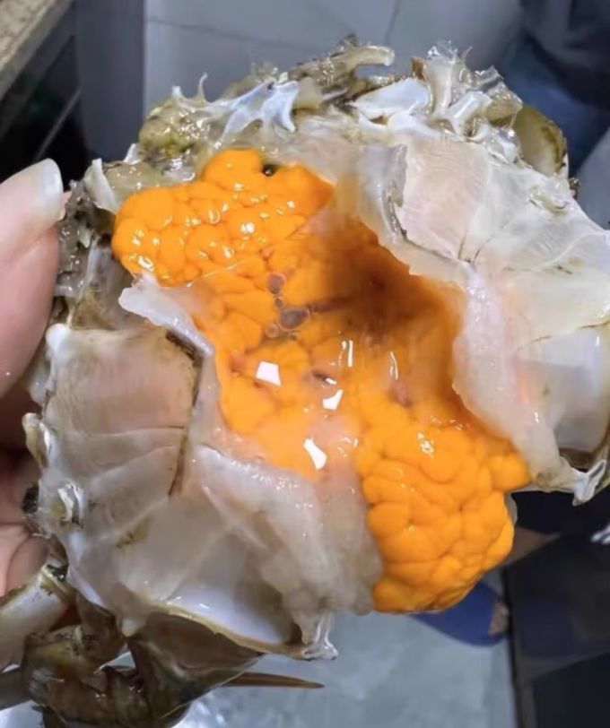 掌昕鲜蟹类