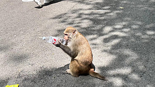 大学没去的黔灵山公园，今天我去了