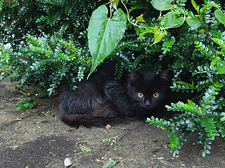 猫咪好奇心太重，楼下流浪猫太多了