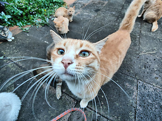 猫咪好奇心太重，楼下流浪猫太多了