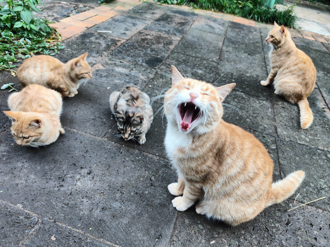 亿迪猫咪干粮