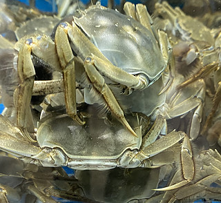 固城湖的螃蟹，小点便宜但是味道也不错