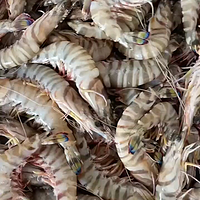 野生斑节虾，猜要多少一斤？