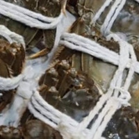 金碧波 大闸蟹 公3.5两母2.5两 4对8只生鲜螃蟹礼盒 