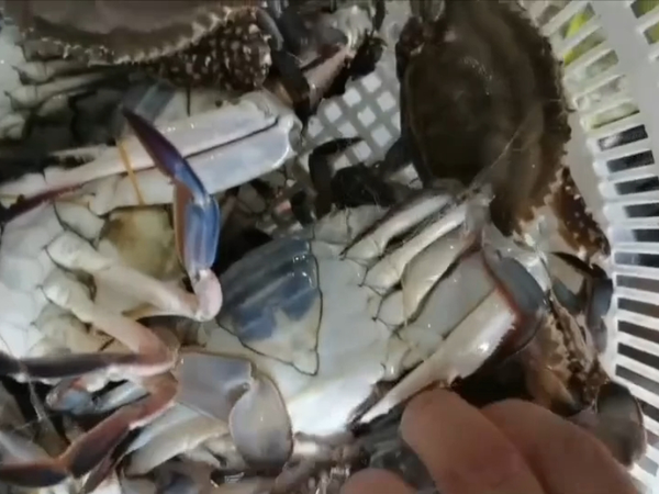 吃螃蟹🦀，易哥从来都是认真的