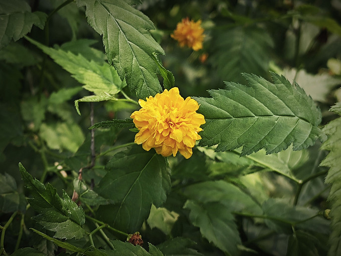 鲜花绿植