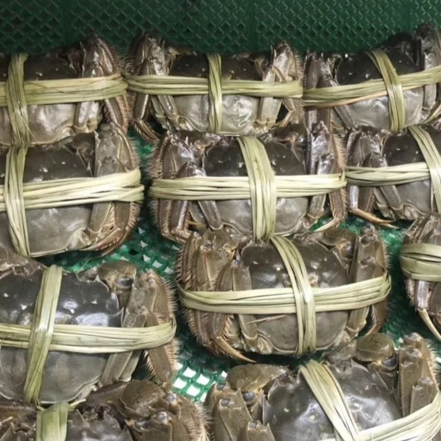 金秋时节,蟹肥味美:阳澄湖大闸蟹迎来最佳品尝期!