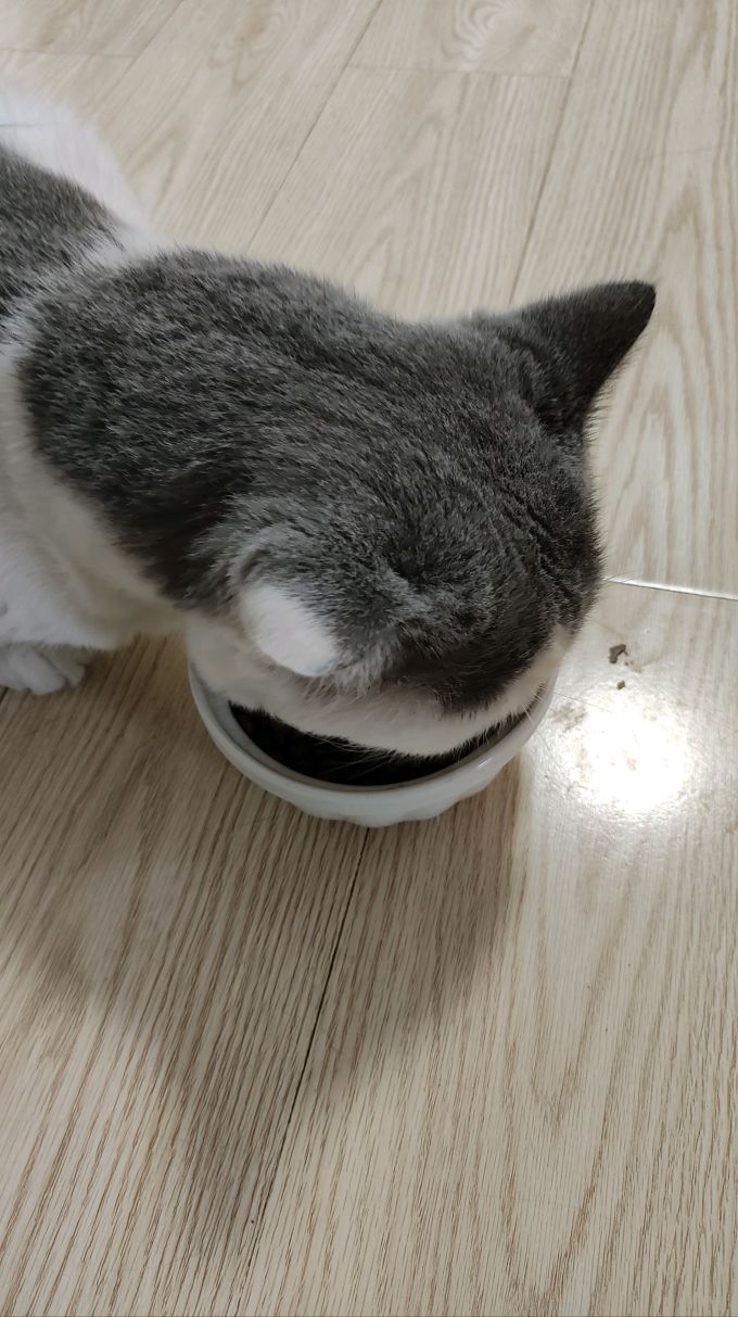 卫仕猫咪干粮