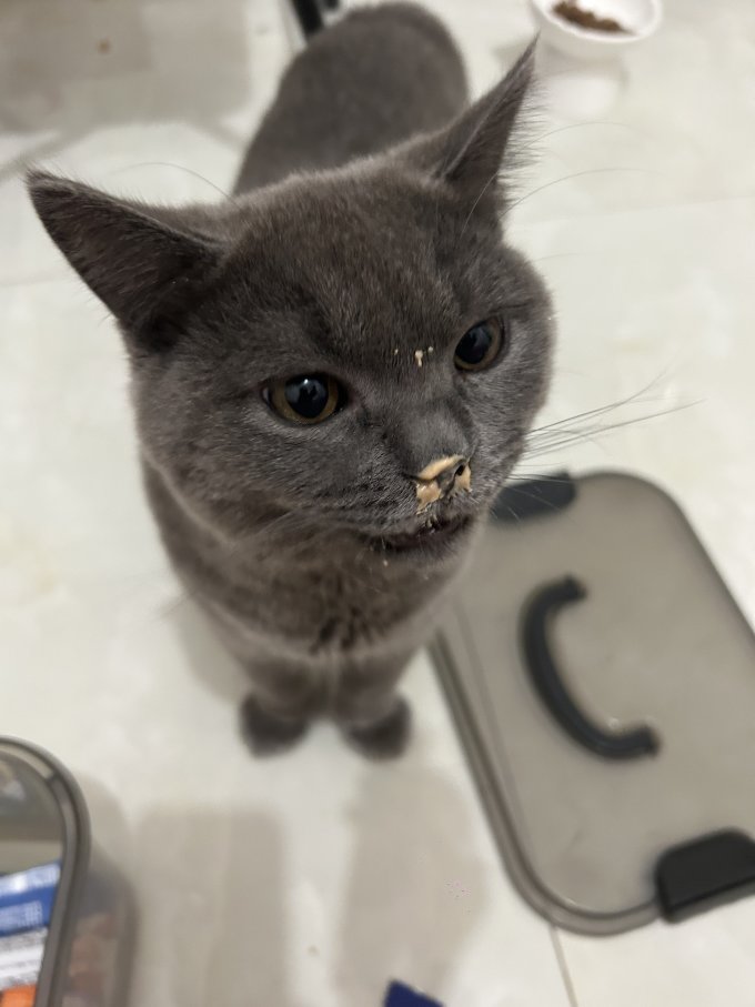 蓝氏猫咪干粮