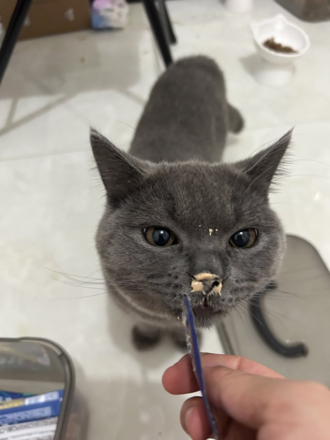 蓝氏猫咪干粮