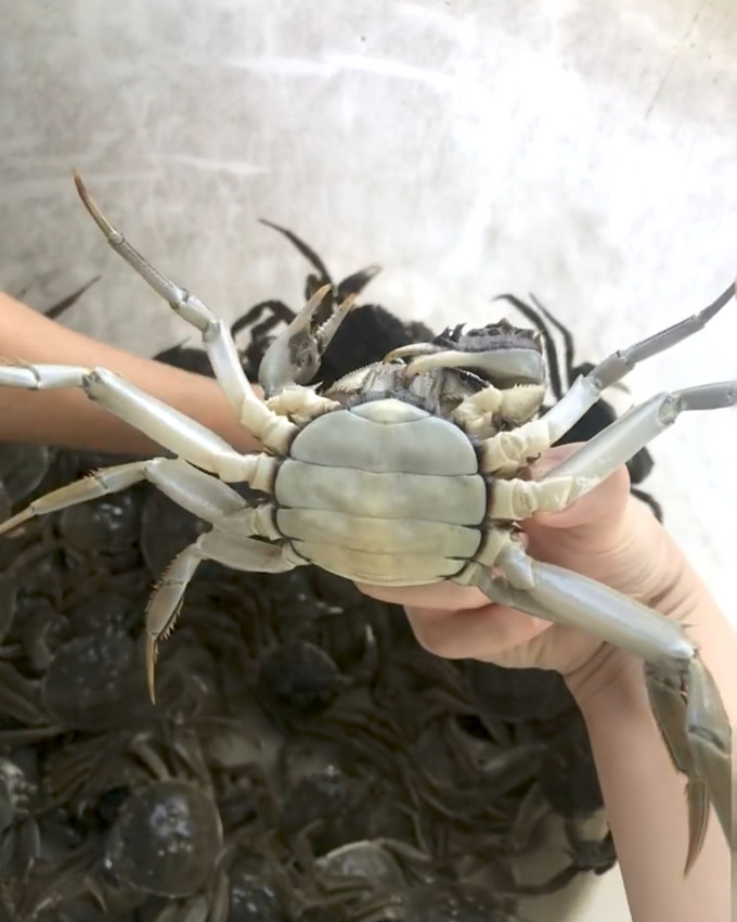 渔家师傅蟹类