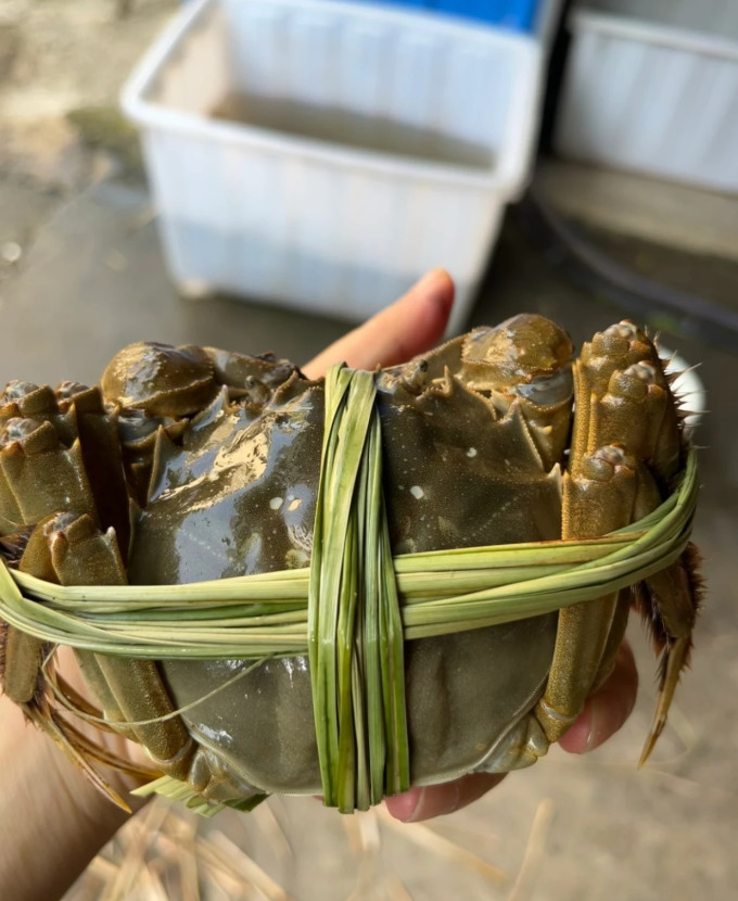 渔家师傅蟹类