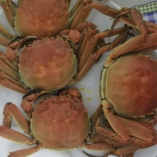 大闸蟹：中国美食的瑰宝