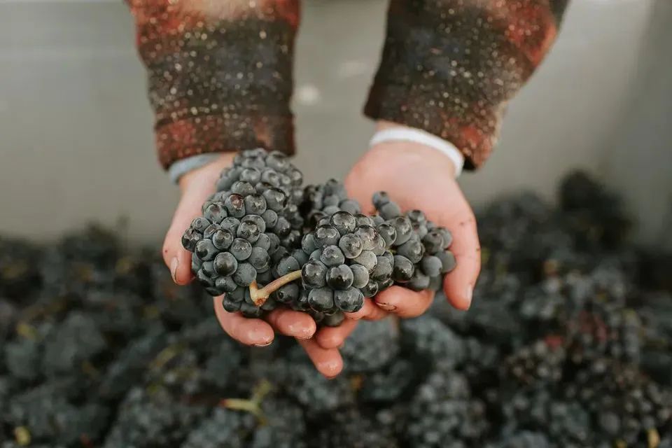 免费领取《新西兰葡萄酒2023年年度行业报告》