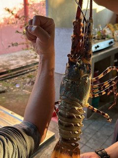 400元买了个大龙虾，没做成刺身可惜了