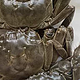中秋节将至，如何才能选到优质的大闸蟹呢？