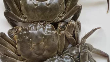 美食分享 篇二十：中秋节将至，如何才能选到优质的大闸蟹呢？ 